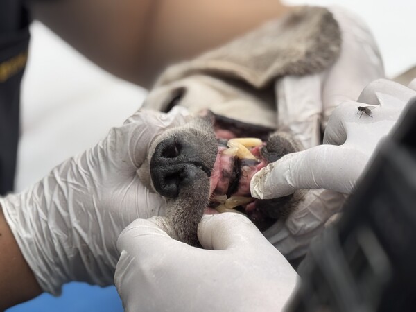 부산 강서구 불법 번식장에서 구조된 강아지의 모습.