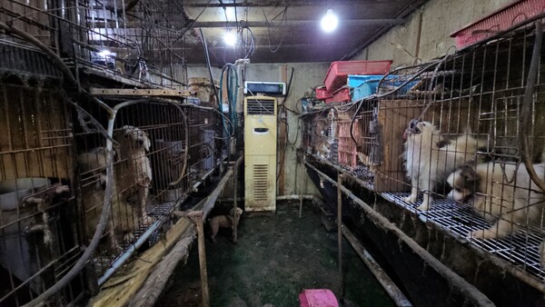 부산 강서구 불법 번식장 내부의 모습. 루시의친구들 제공