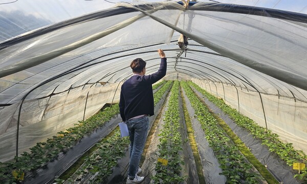 고흥군이 겨울철 재해 상황에 대비해 농업 시설하우스를 점검하고 있다. (사진=고흥군) 