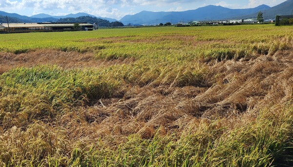 벼멸구 피해 농가 모습. (사진=전라남도)