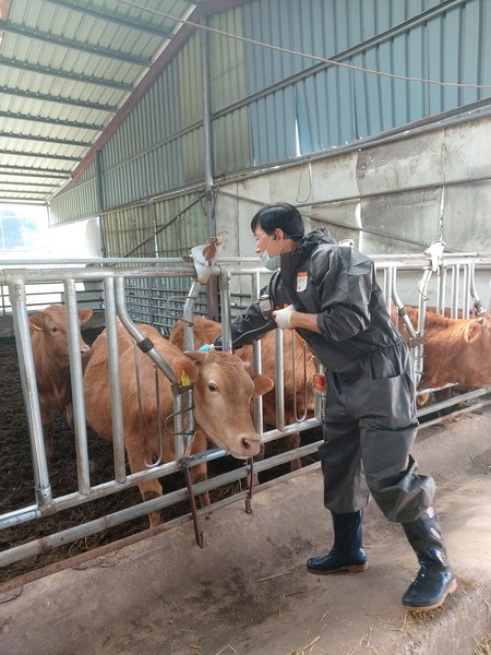 전남도가 구제역 백신접종을 실시하고 있다. (사진=전남도)