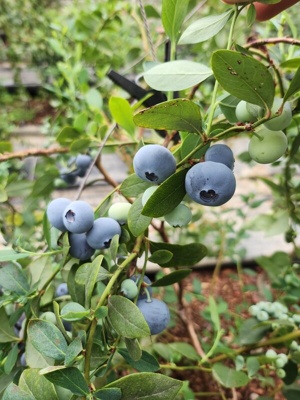 블루베리 (사진=곡성군)