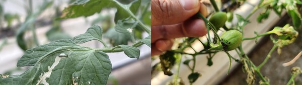 토마토뿔나방 피해 모습 (사진=나주시)