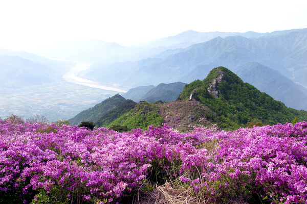 지리산 형제봉에 철쭉이 핀 모습. 하동군 제공
