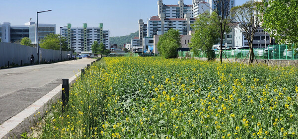 철도문화공원에 조성된 유채꽃길. 진주시 제공