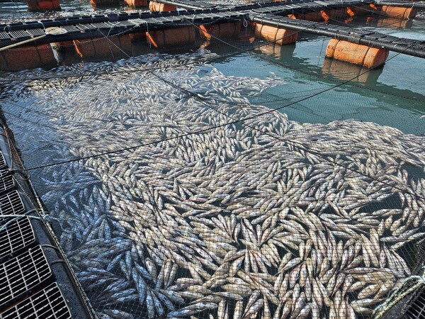 저수온 피행 양식장.사진/전남도