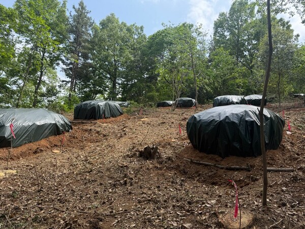보성군 회천면 소나무 모두베기 방제 작업 완료 모습.사진/보성군