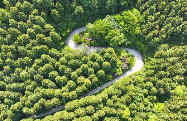 장성 축령산 편백숲.사진/장성군