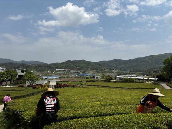 보성차밭 찻잎따기 체험.사진/보성군