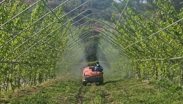 한 과수농가가 돌발해충 방제를 위해 방제기를 이용해 약제를 살포하고 있다. ⓒ진주시