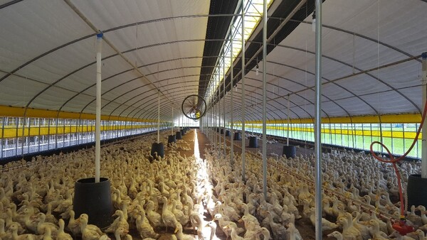 나주시 관내 오리농가.사진/나주시