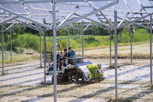 영암군 영농형 태양광 실증사업 모내기.사진/영암군