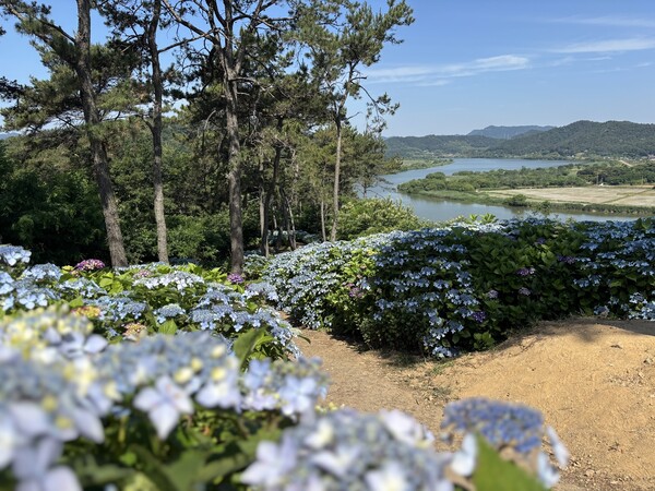 나주시 동강면 한반도지형 전망대 일원에 수국이 만개했다.사진/나주시