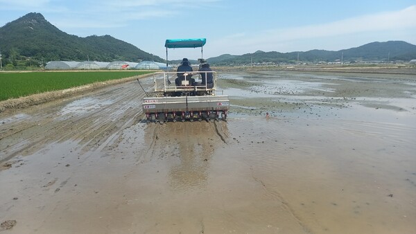벼 무논점파 재배 현장.사진/함평군