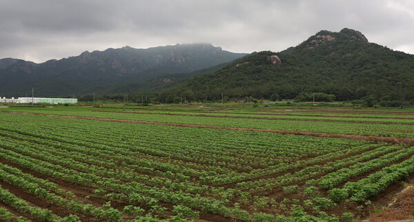 논콩 재배.사진/전남도