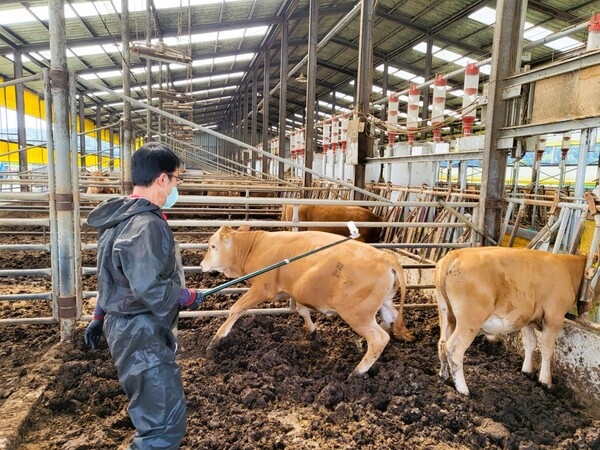 장성군이 구제역 예방을 강화하기 위해 지역 내 소 사육 농가를 대상으로 백신 수시접종을 지원한다.사진/장성군
