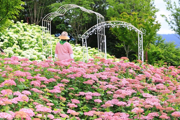 남산공원에 피어난 수국.사진/화순군