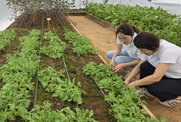 아열대채소 관리.사진/전남도