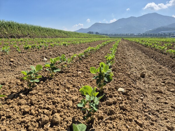 생육 초기 단계의 논콩이 고르게 자라고 있다. ⓒ사천시