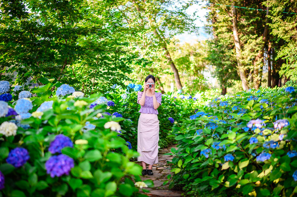 남해군 남면 당항리의 '홍덕정원'에 수국이 만개했다. ⓒ남해군