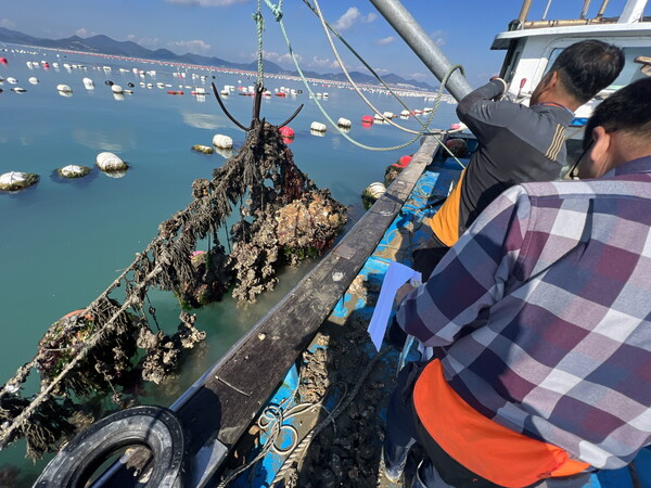 굴 생산.사진/전남도