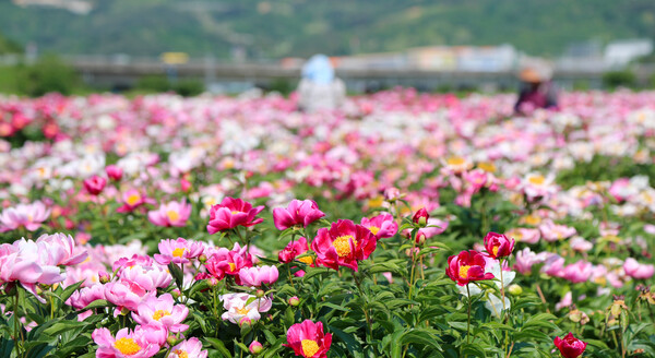산청군 정광들 약초재배단지의 작약꽃. ⓒ산청군