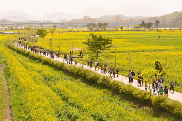 관광객들이 창녕낙동강유채축제 행사장에서 유채꽃길을 따라 산책을 즐기고 있다. ⓒ창녕군