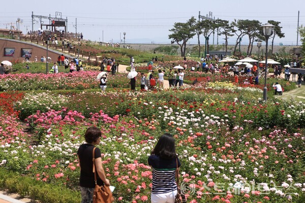 곡성 장미정원.사진/전남도