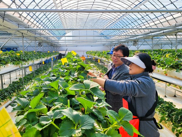 장성군이 이달 25일까지 농업기술센터 내 ‘청년 스마트팜 인턴실습 임대농장’ 임차인을 모집한다.사진/장성군