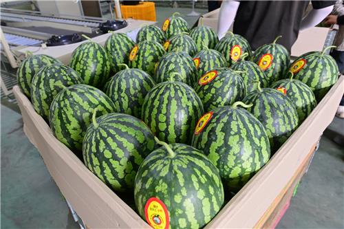 봉화농협 농산물유통센터에서 판매 중인 재산 수박. 국민들은 농축수산물 구매를