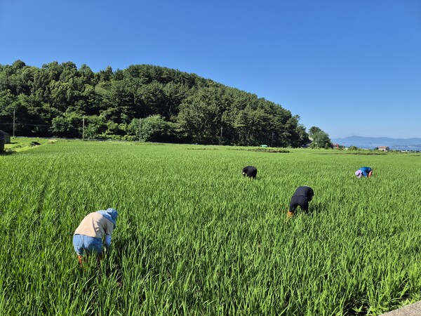 사천시가 농촌진흥청, 경남농업기술원 등과 합동으로 벼 비래해충 예찰을 실시했다. ⓒ사천시
