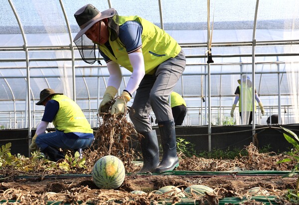 폭우 피해를 입은 수박 농가 복구를 돕는 박병희 대표. NH농협생명 제공.