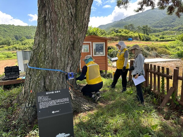 남해군이 보호수 정밀 진단을 위해 피코스 장비를 설치해 내부 부후 상태를 검사하고 있다. ⓒ남해군