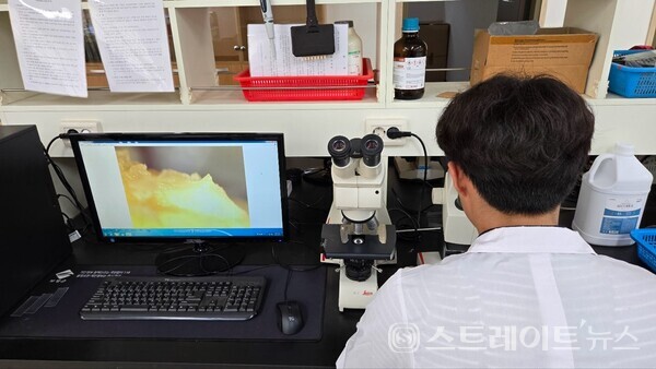 보성군 농촌지도사가 현미경으로 딸기 묘의 화아분화 상태를 확인하고 있다. 보성군