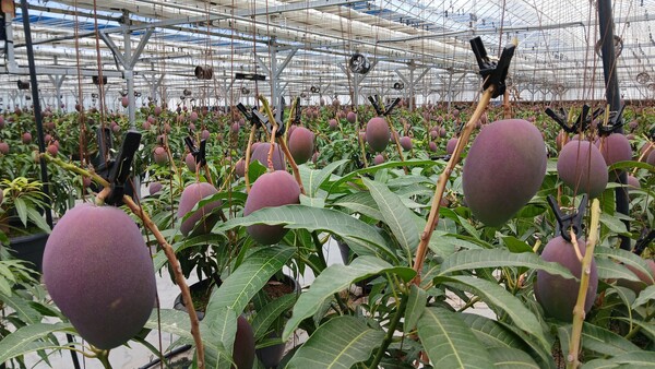 산청망고작목회 소속 농가에서 재배중인 애플망고의 모습. 산청군 제공