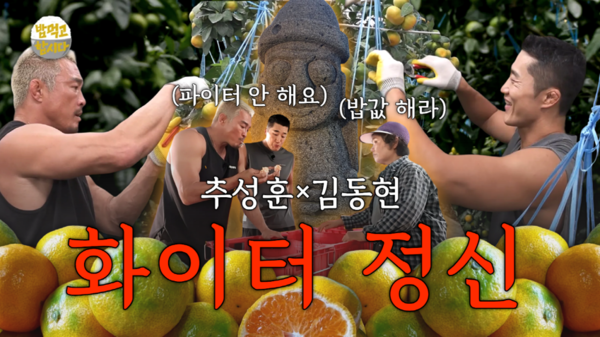 감귤 농장에서 일하는 추성훈(왼쪽)과 김동현. 농협 제공.