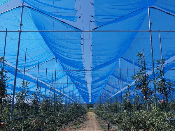 경북 의성군이 특허 출원한 ‘커튼형 햇빛차단망’ 시설이 전국 농가에 본격 보급된다.(사진=의성군)