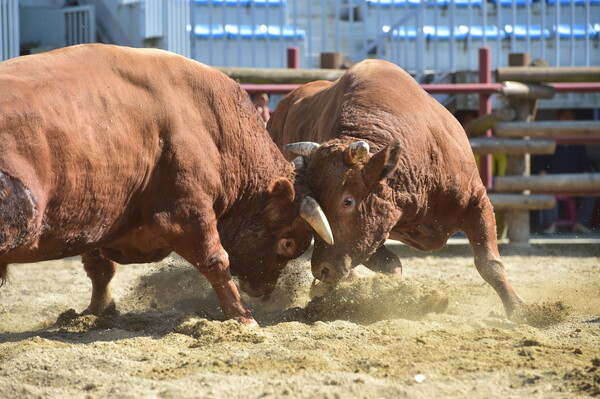 두 마리의 싸움소가 진주민속소힘겨루기경기장에서 힘겨루기를 펼치고 있다. 진주시 제공
