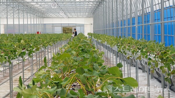곡성군 청년농업인이 월 1만 원의 임대료로 3년간 임대한 '스마트팜'에서 딸기 품종 설향의 생육 상태를 살펴보고 있다. 곡성군
