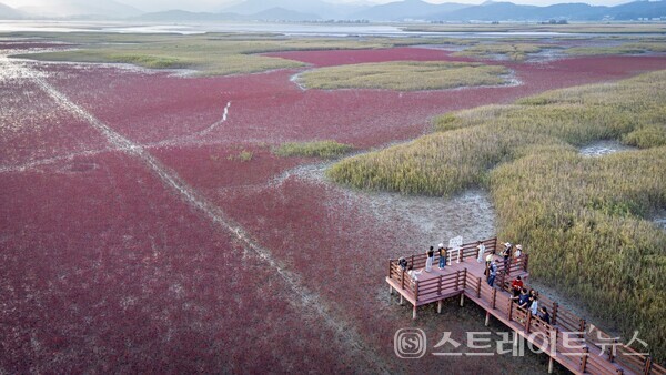 와온해변 칠면초 군락지. 순천시