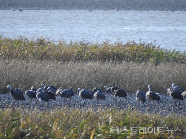 지난 22일 흑두루미 73마리가 순천만 갯벌에서 휴식을 취하고 있다. 순천시
