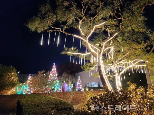 소나무에 설치한 조명이 이색적인 풍경을 자아내고 있다. 박응서 기자