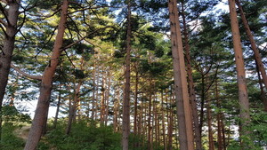 Photo: straightnews.co.kr Pine Wilt Disease Devastates South Korean Forests, Sparking Urgent Calls for Aid